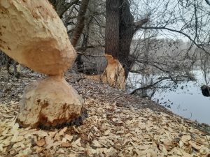 tavaszváró 2 tavaszváró 2